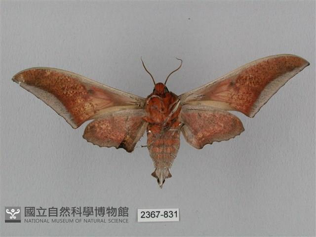 黑帶鷹翅天蛾藏品圖，第2張