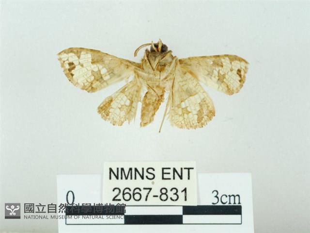 琉球雲紋網蛾藏品圖，第2張