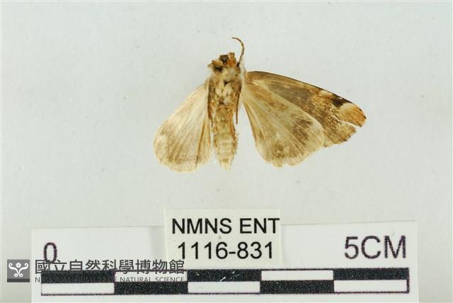 大斑波紋蛾藏品圖，第2張