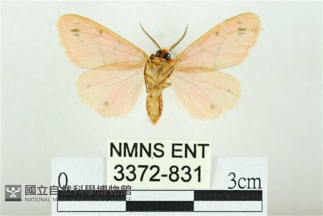 三條橙燈蛾藏品圖，第2張