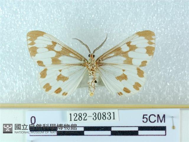 粉蝶燈蛾藏品圖，第2張