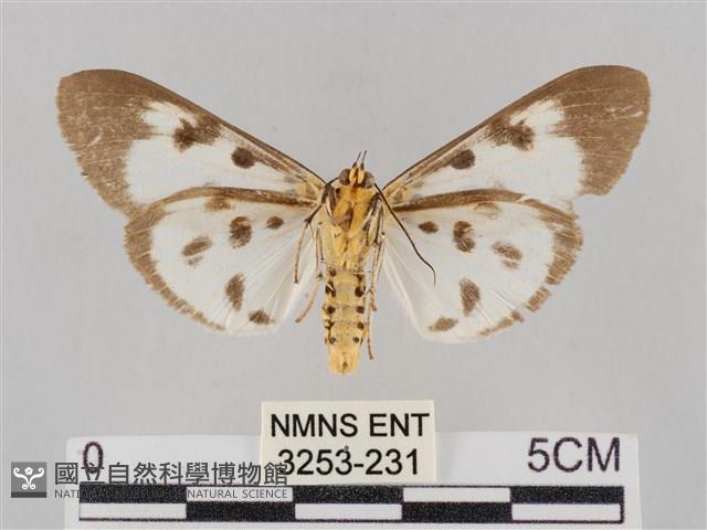 長斑擬燈蛾藏品圖，第2張