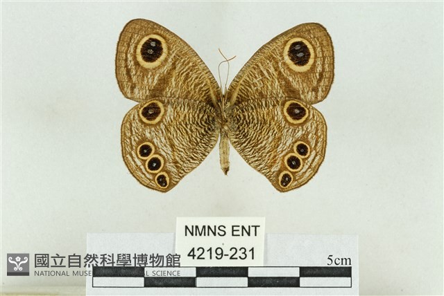 達邦波眼蝶藏品圖，第2張