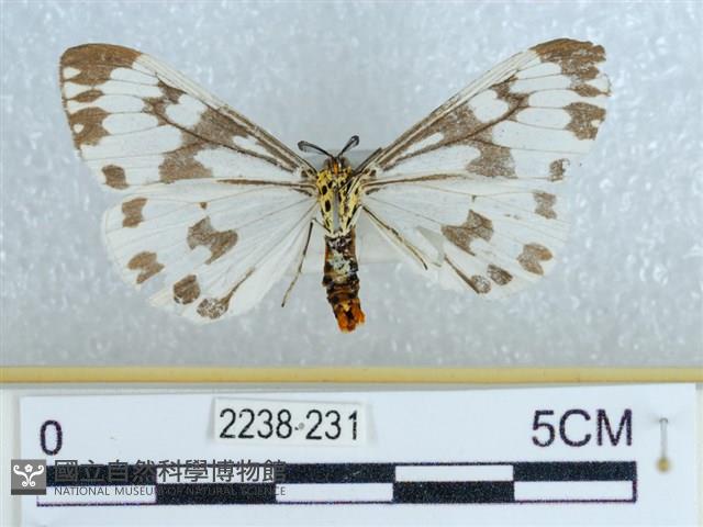 粉蝶燈蛾藏品圖，第2張