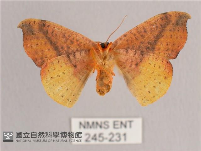 接骨木帶鉤蛾藏品圖，第2張