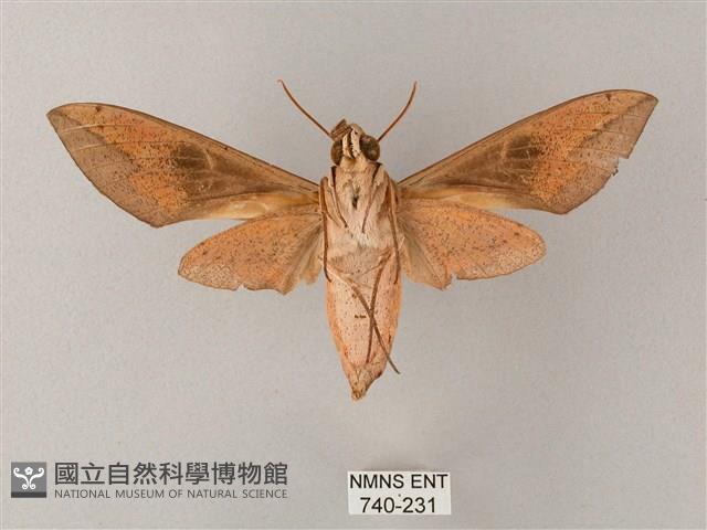 藏斜紋天蛾藏品圖，第2張