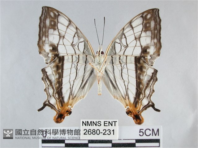 網絲蛺蝶、石牆蝶藏品圖，第2張
