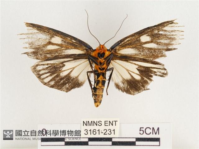 巨網燈蛾藏品圖，第2張