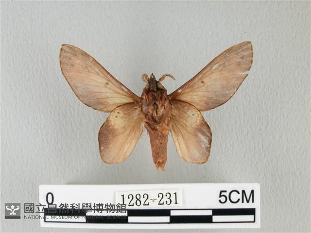 緣斑枯葉蛾藏品圖，第2張