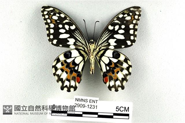 花鳳蝶、無尾鳳蝶藏品圖，第2張