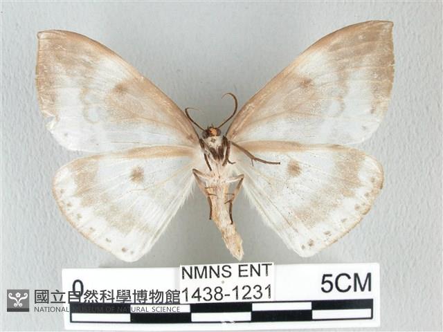 圓翅大鉤蛾藏品圖，第2張