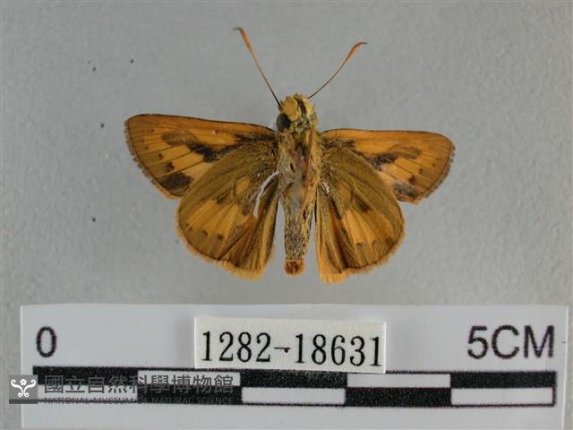 竹橙斑弄蝶藏品圖，第2張