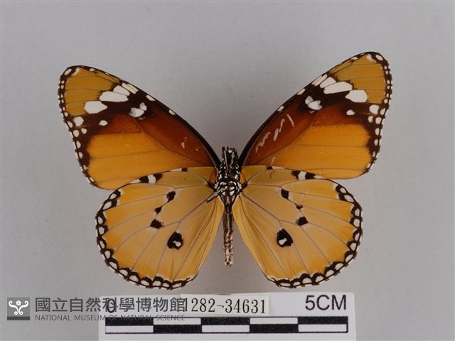 樺斑蝶藏品圖，第2張
