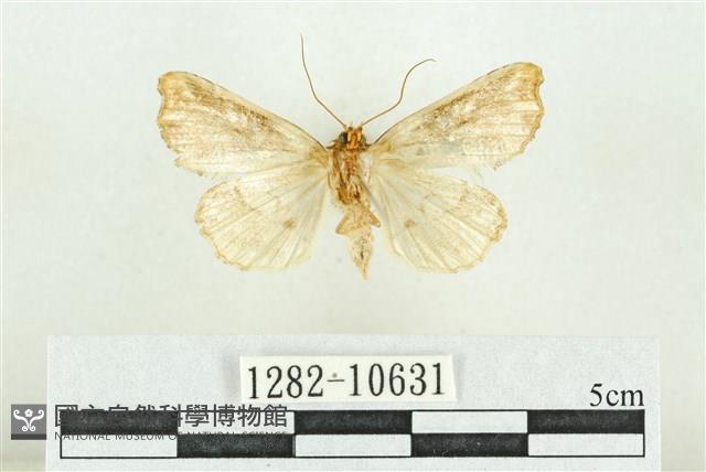 紅暈散紋夜蛾藏品圖，第2張