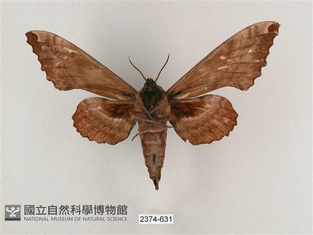 盾天蛾藏品圖，第2張