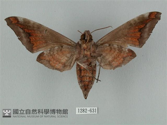 全緣缺角天蛾藏品圖，第2張