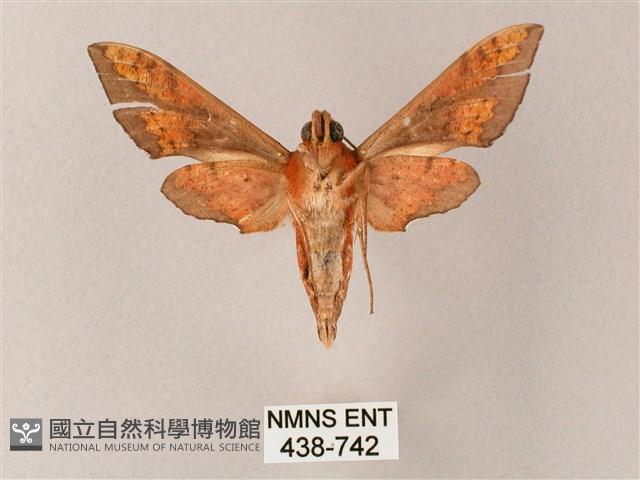 雙斑白肩天蛾藏品圖，第2張