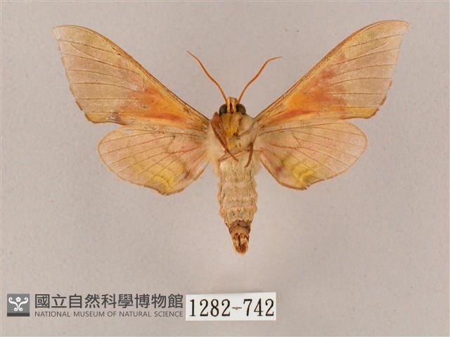 榆綠天蛾藏品圖，第2張