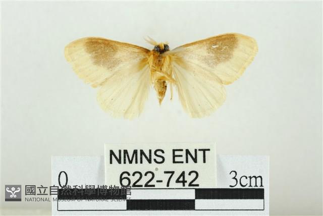 寬紋黃毒蛾藏品圖，第2張