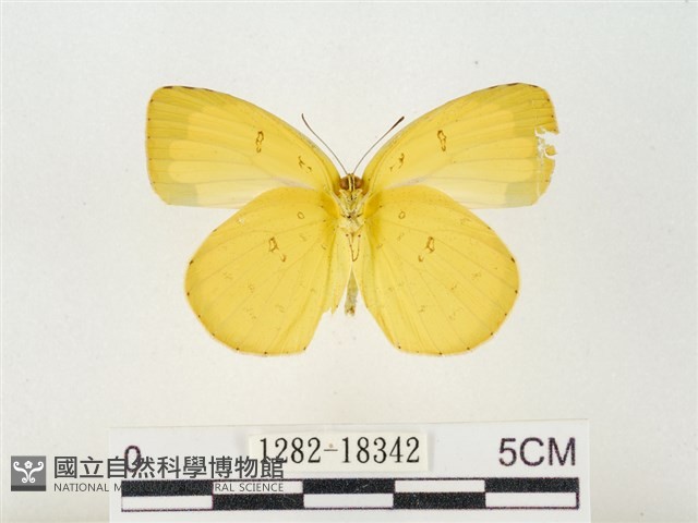 島嶼黃蝶、江崎黃蝶藏品圖，第2張