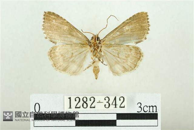 白斑散紋夜蛾藏品圖，第2張