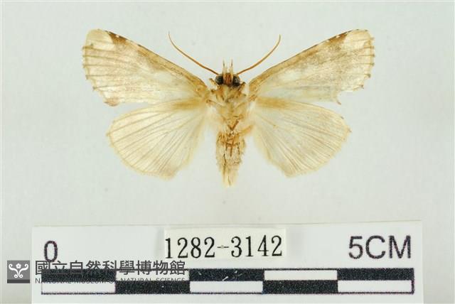 連珠波紋蛾藏品圖，第2張