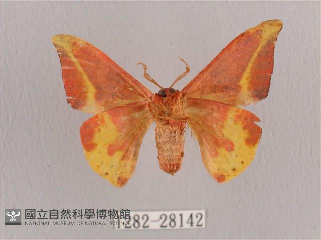 鉛斑帶鉤蛾藏品圖，第2張