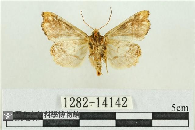 弧角散紋夜蛾藏品圖，第2張