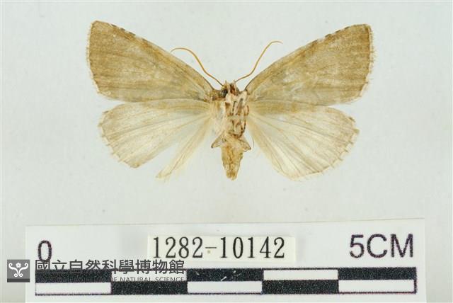 圍異波紋蛾藏品圖，第2張