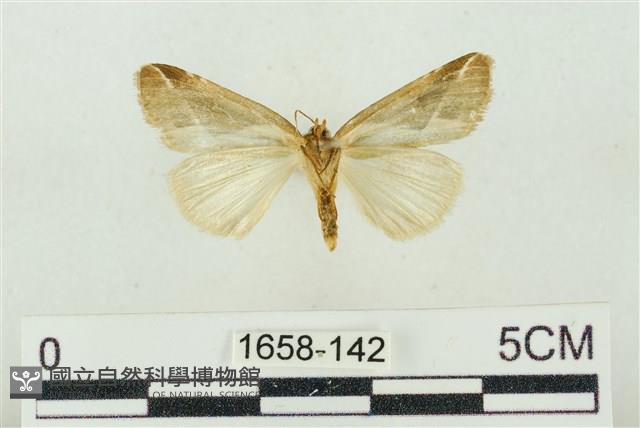 素木氏美波紋蛾藏品圖，第2張