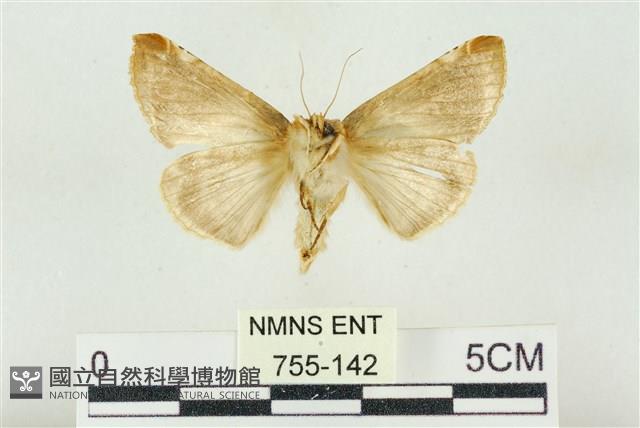 印華波紋蛾藏品圖，第2張