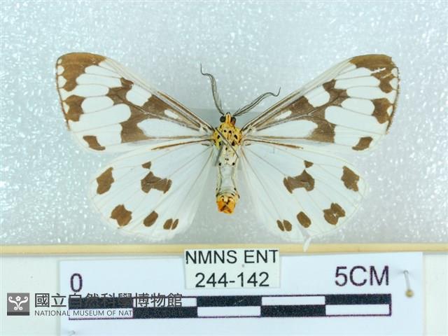 粉蝶燈蛾藏品圖，第2張