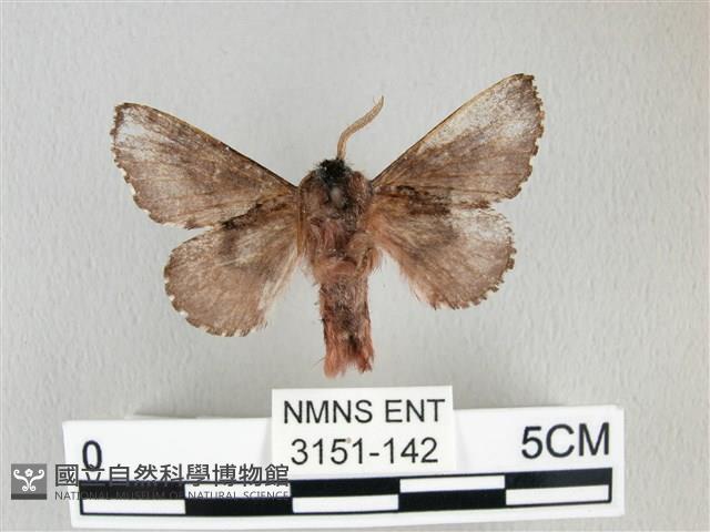 銀肩枯葉蛾藏品圖，第2張