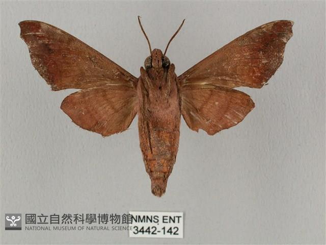 姬缺角天蛾藏品圖，第2張