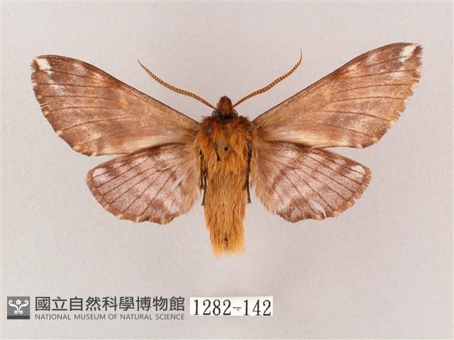 井上氏絨毛天蛾藏品圖，第2張