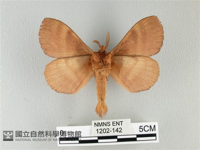 波紋枯葉蛾藏品圖，第2張