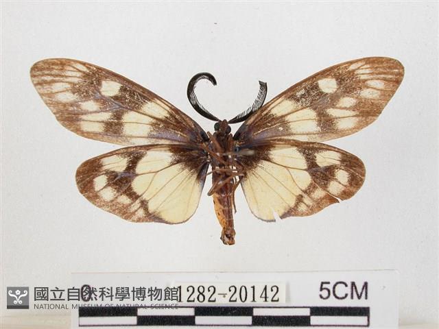 蓬萊茶斑蛾藏品圖，第2張