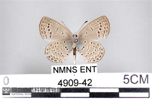 藍灰蝶沖繩亞種藏品圖，第2張