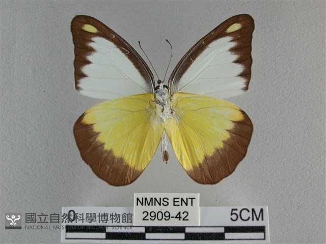 異色尖粉蝶藏品圖，第2張