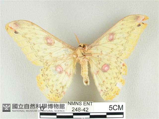 黃豹天蠶蛾藏品圖，第2張