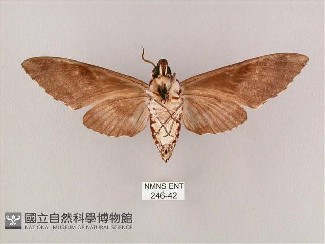 粗斜紋天蛾藏品圖，第2張