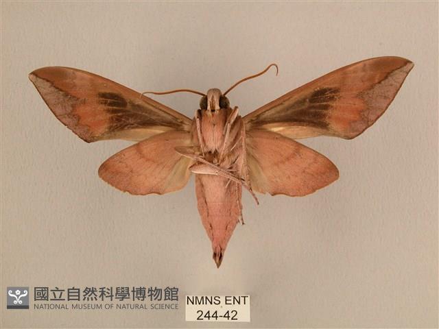 背中白天蛾藏品圖，第2張