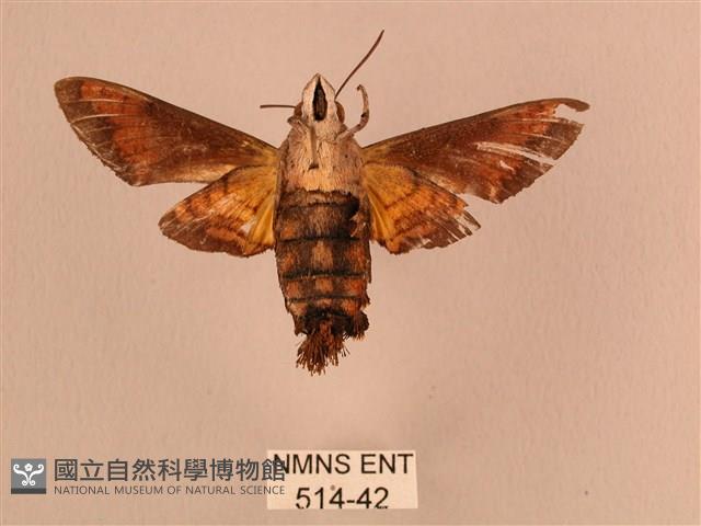 黃斑長喙天蛾藏品圖，第2張