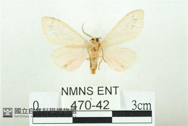 三條橙燈蛾藏品圖，第2張