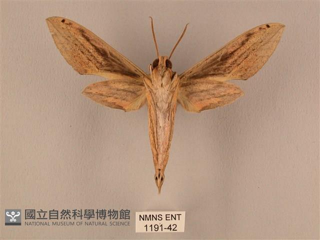 棕綠背線天蛾藏品圖，第2張