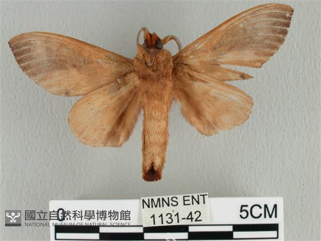 大褐斑枯葉蛾藏品圖，第2張