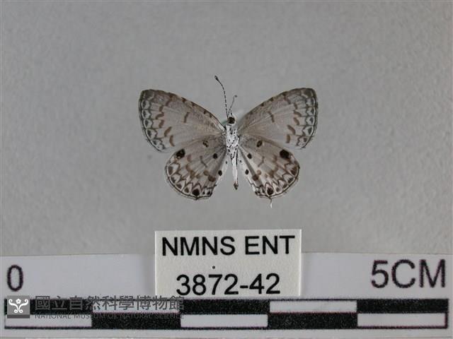 黑星灰蝶藏品圖，第2張