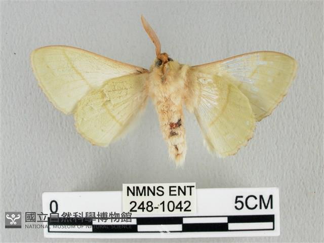 青枯葉蛾藏品圖，第2張