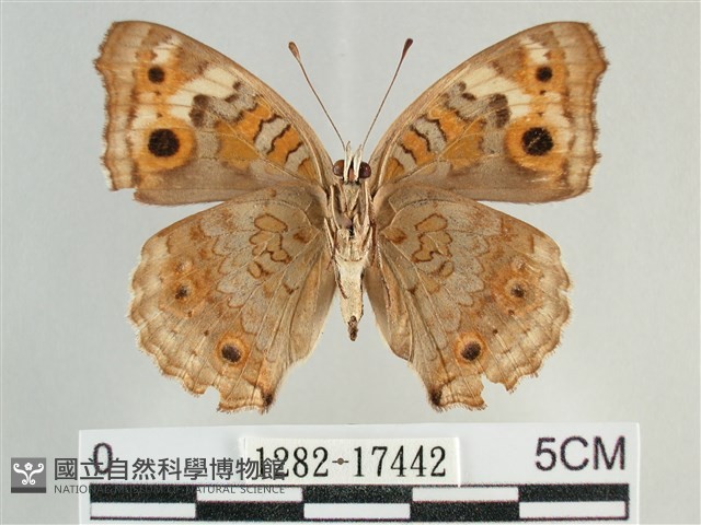 青眼蛺蝶、孔雀青蛺蝶藏品圖，第2張