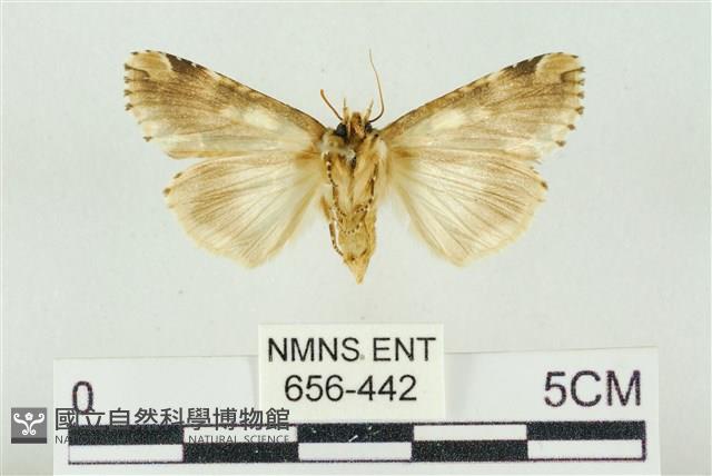 連珠波紋蛾藏品圖，第2張